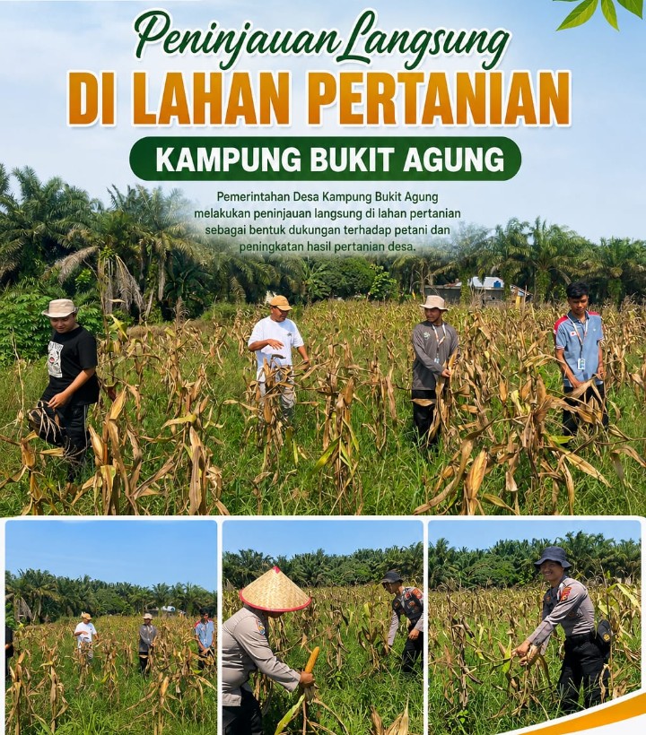 Pemerintah Kampung Bukit Agung Komitmen Dukung Ketahanan Pangan Jagung Pipil