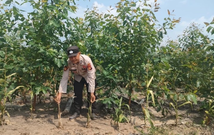 Antisipasi Gagal Panen, Personil Polsek Sungai Mandau Turun ke Lahan Cek Kondisi Tanaman Jagung Pipil