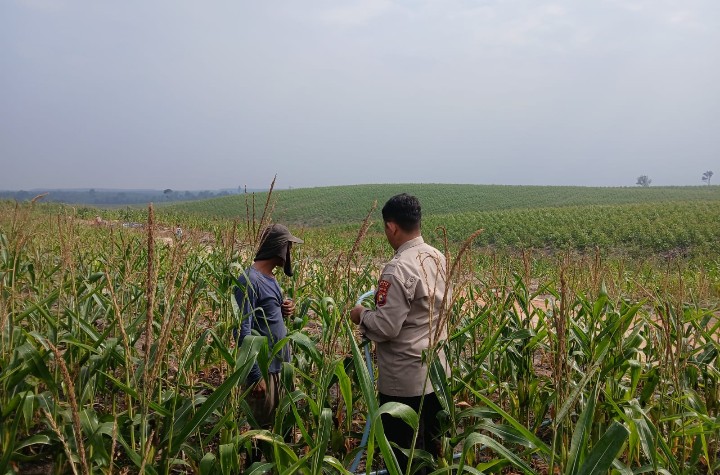 Jaga Produktivitas Lahan, Personil Polsek Sungai Mandau Tetap Rutin Siram Tanaman Jagung Pipil 