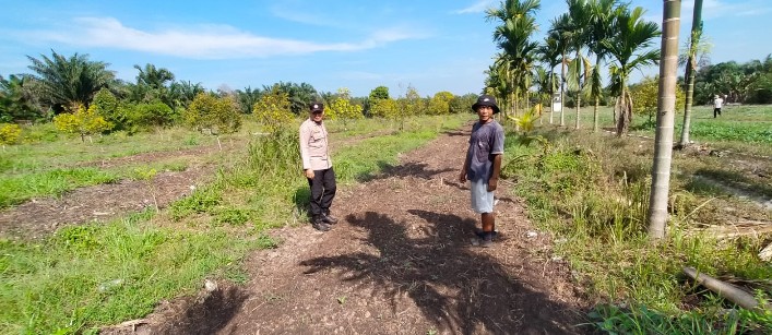 Dukung Ketahanan Pangan Personil Polsek Koto Gasib dan Poktan Mekar Sari Cek Kesiapan  Lahan