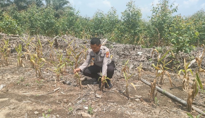 Polsek Sungai Mandau Cek Pertumbuhan Jagung Pipil di Lahan Tumpang Sari PT RAPP Estate Mandau
