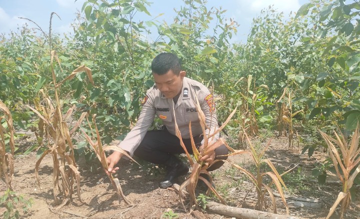 Personil Polsek Sungai Mandau Cek Kondisi Tanaman Jagung di Lahan PT RAPP Estate Mandau