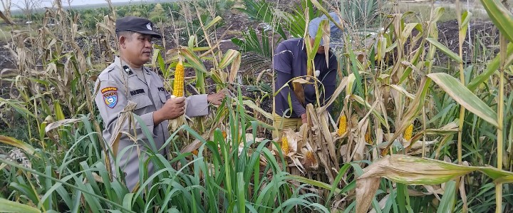 Wujudkan Ketahanan Pangan, Personel Polsek Mandau Lakukan Panen Jagung di Lahan Tumpang Sari PT RAPP Estate Mandau