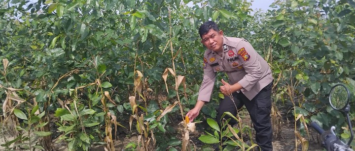 Dukung Ketahanan Pangan, Kanit Binmas Polsek Sungai Mandau Aiptu Raja .S Rutin Cek Kebun Jagung Pipil 