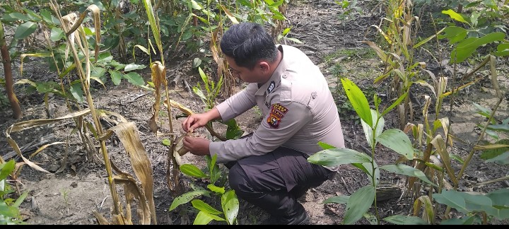 Antisipasi Serangan Hama, Bhabinkamtibmas Kampung Muara Kelantan Cek Tanaman Jagung Pipil 
