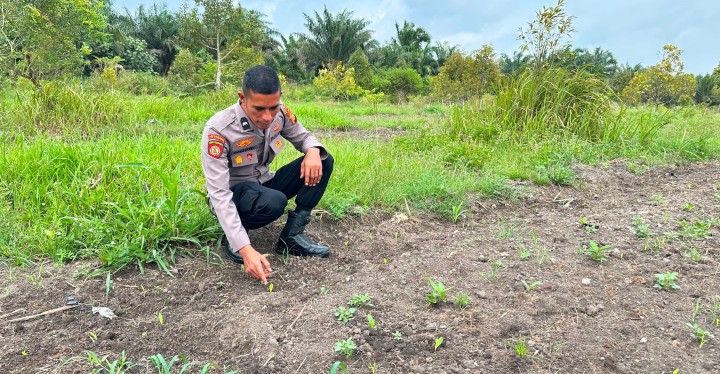 “Dukung Ketahanan Pangan, Polsek Koto Gasib melakukan monitoring perkembangan jagung pipil”