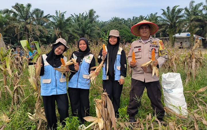Mahasiswa KKN UIN Suska Riau Turut Serta dalam Panen Jagung di Kampung Bukit Agung