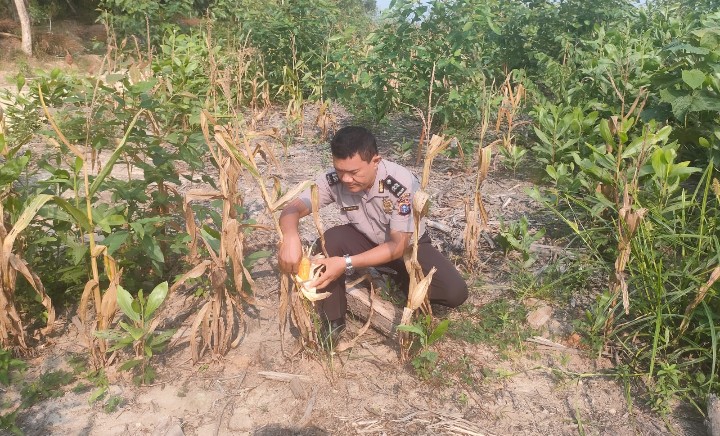 Personel Polsek Sungai Mandau Cek Kesiapan Panen Jagung Pipil di Lahan PT RAPP Estate Mandau