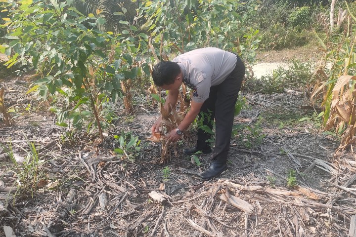 Cek Ketahanan Pangan, Personel Polsek Sungai Mandau Sambangi Lahan Jagung PT. RAPP Estate Mandau