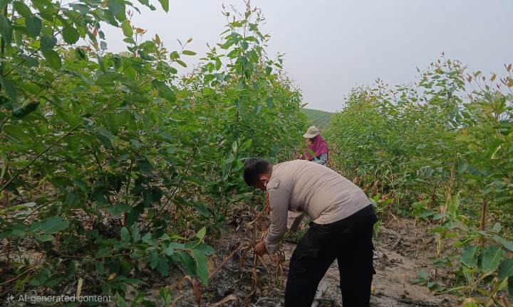 Personel Polsek Sungai Mandau Bersama Petani Cek Potensi Hama Jagung Pipil di Lahan PT RAPP Estate Mandau