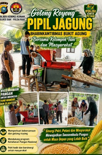 Gotong Royong Pipil Jagung, Bhabinkamtibmas Bukit Agung Bersama Masyarakat dan Kelompok Tani
