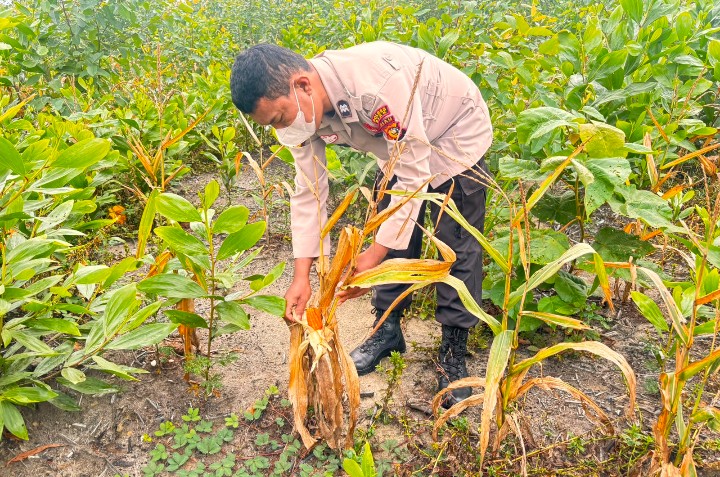 Personel Polsek Sungai Mandau Turun Ke Land Bantu Petani Panen Jagung Pipil di PT RAPP Estate Mandau