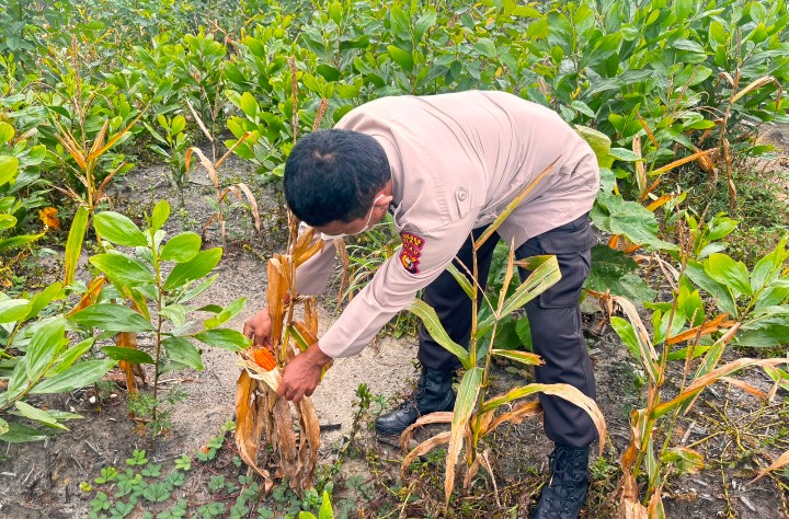 Personel Polsek Sungai Mandau Turun Bantu Petani Buka Kelobot Jagung Pipil