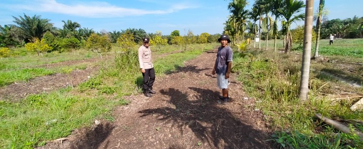 Polsek Koto Gasib melakukan monitoring jagung pipi Poktan Mekar Sari