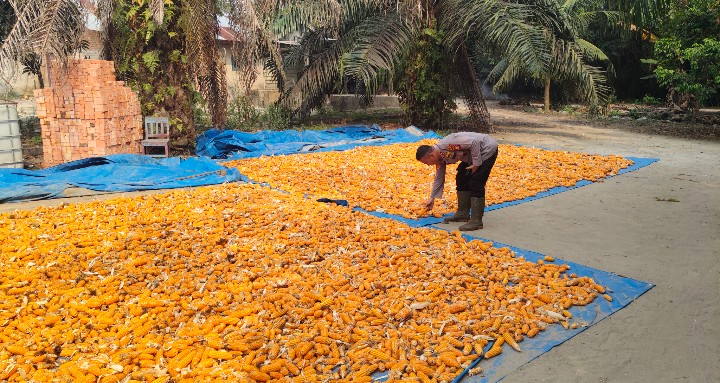 Personel Polsek Sungai Mandau Turun Langsung Jemur Hasil Panen Jagung