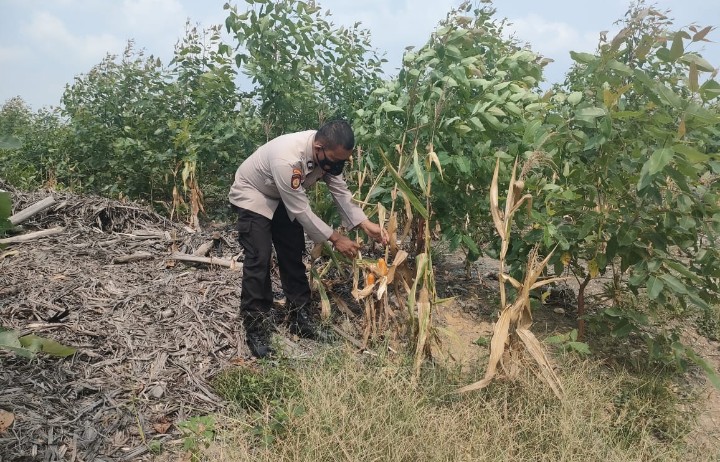 Sinergi Ketahanan Pangan dan Cegah Karhutla, Polsek Sungai Mandau Sambangi Lahan Jagung Warga