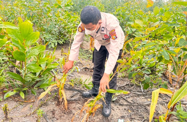 Kawal Program Ketahanan Pangan, Personel Polsek Sungai Mandau Cek Perkembangan Tanaman Jagung Warga