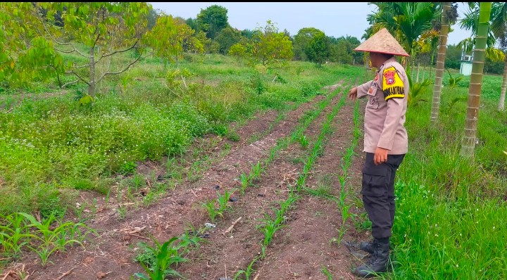 Polsek Koto Gasib melakukan monitoring jagung pipil di Poktan Mekar Sari