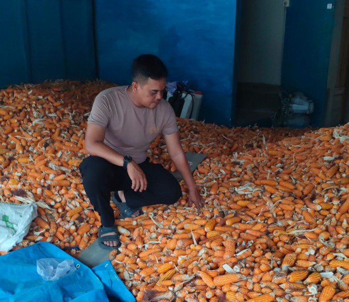 Polsek Sungai Mandau Cek Hasil Penjemuran Jagung Pipil Warga