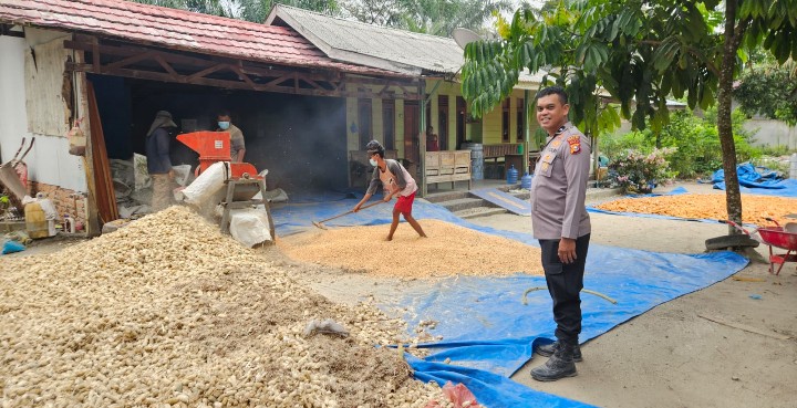 Wujud Nyata Ketahanan Pangan, Personel Polsek Sungai Mandau Turut Bantu Petani Pemipilan Jagung