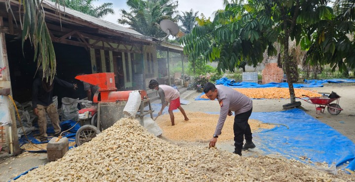Dukung Ketahanan Pangan, Polsek Sungai Mandau Bantu Petani Pipil dan Jemur Hasil Panen Jagung