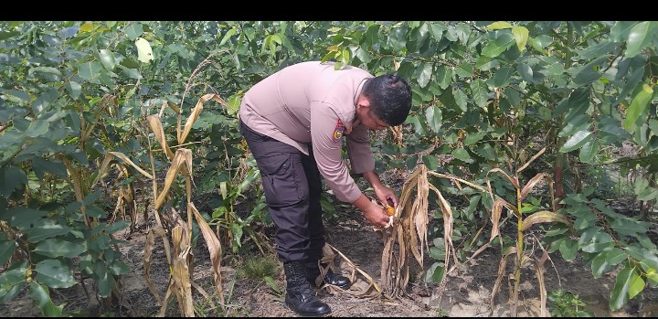 Kanit Binmas Polsek Sungai Mandau Cek Jagung Pipil di Lahan PT RAPP