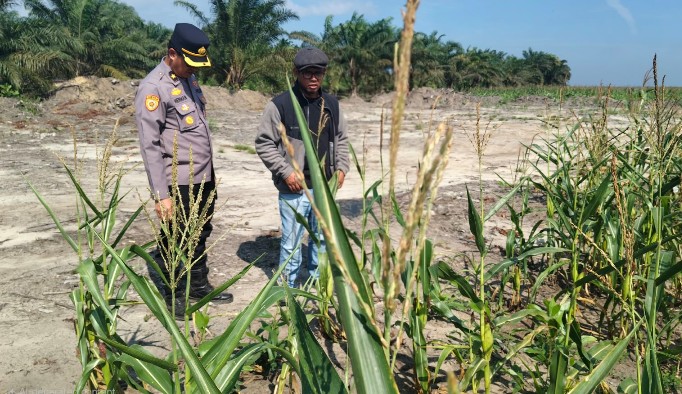 Kabag SDM Polres Siak dan Tim Ketapang Polda Riau Tinjau Perkembangan Jagung Pipil di PT RAPP Estate Mandau