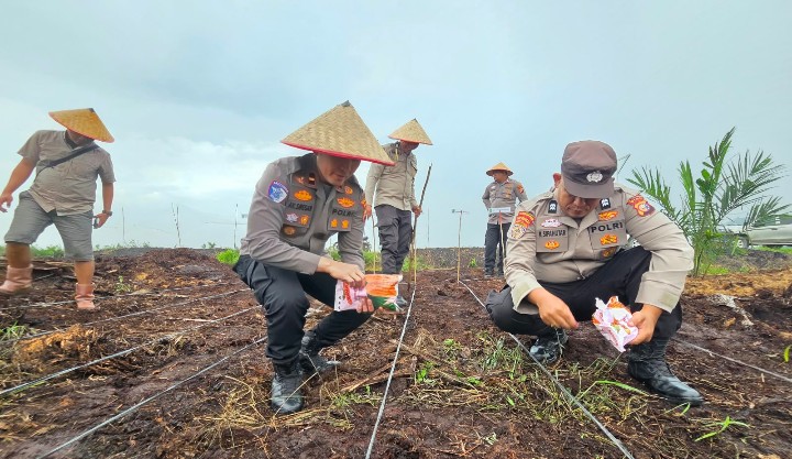Personil Polsek Sungai Mandau Ikut Tanam Jagung Pipil Sistem Tumpang Sari di PT. SIR II